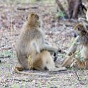 ZMB NOR SouthLuangwa 2016DEC10 NP 010 : 2016, 2016 - African Adventures, Africa, Date, December, Eastern, Month, National Park, Northern, Places, South Luangwa, Trips, Year, Zambia